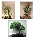 Bonsai Willow Tree Bundle - 1 Each of Dwarf Weeping, White, Black Willow Tree Cuttings - Large Thick Trunks - Live Indoor Outdoor Bonsai Trees -