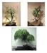 Bonsai Willow Tree Bundle - 1 Each of Dwarf Weeping, White, Black Willow Tree Cuttings - Large Thick Trunks - Live Indoor Outdoor Bonsai Trees -