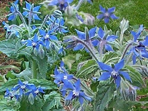 Borage 400 Seeds Borago Officinalis Culinary Teas Yard Garden Tkmokey