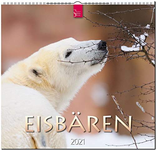 Eisbaren Original Sturtz Kalender 2021 Mittelformat Kalender 33 X 31 Cm Amazon De Verlagshaus Wurzburg Bucher eisbären kalender 2021
