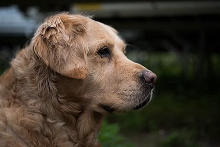 Amazon Co Jp A0 特大 ポスター ゴールデンレトリバー銃口 壁紙ウォールステッカーポスター A0 11x841mm Generic