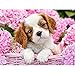 DIY 5D Diamond Painting Kits for Adults Full Drill Embroidery Paintings Rhinestone Pasted DIY Painting Cross Stitch Arts Crafts for Home Wall Decor 30x40cm/11.8×15.7Inches（Basket Puppy,Dogs)