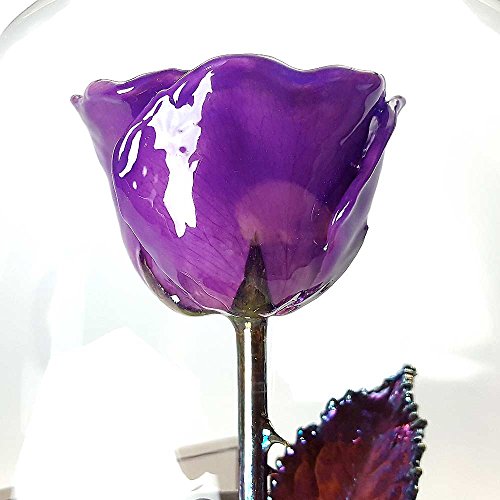 Forever Rose USA Brand The Beauty and The Beast Rose Enchanted Rose