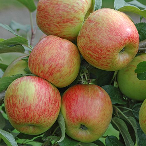 bare apple fruit