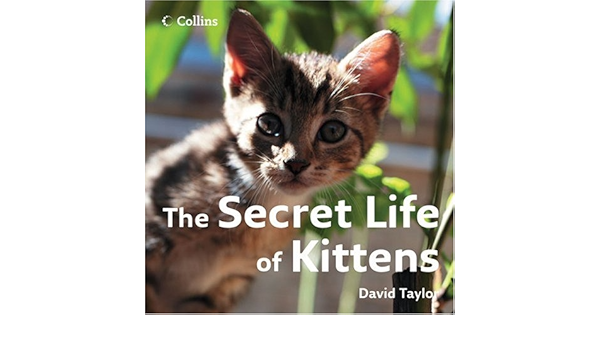 the secret life of kittens