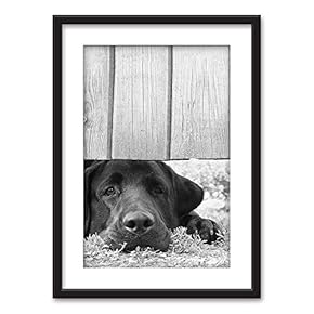 Framed Wall Art - A Lying Black Dog in Black White - Black Picture Frames White Matting - 23x31 inches