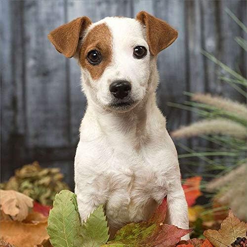 pekingese x jack russell