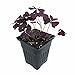 Rare 'Purple Rain' Shamrock Plant - Easy Houseplant - Oxalis - 4" Pot