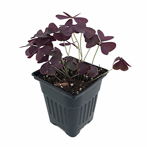Rare 'Purple Rain' Shamrock Plant - Easy Houseplant - Oxalis - 4 Rare 'Purple Rain' Shamrock Plant - Easy Houseplant - Oxalis - 4