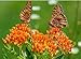 Butterfly or Tuberosa Milkweed Seeds - Food and Host Plant for Monarch Butterflies