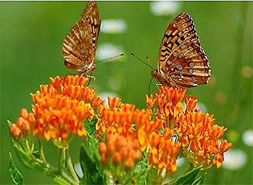 Butterfly or Tuberosa Milkweed Seeds - Food and Host Plant for Monarch Butterflies