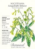 Nicotiana Langsdorff's Tobacco Seeds - .10 grams - Botanical Interests