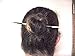 Set of Two Huge African Porcupine Quills Hair Stick 7-8 inch