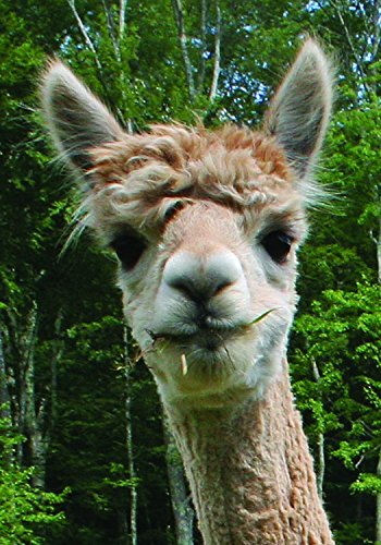 Set of 5 Assorted Cute Funny Animal Alpaca Note Cards - Thumbnail 3