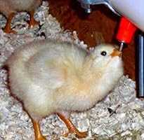 Amazon Com Chicken Waterer Feeder Poultry Waterer Feeders For