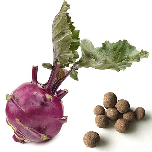 20 Kohlrabi Seed Balls- Herb & Vegetable Seed Bombs to make gardening fun and simple! 20 Kohlrabi Seed Balls- Herb & Vegetable Seed Bombs to make gardening fun and simple!