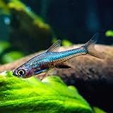 Blue Neon Rasbora - 6 Pack Live Freshwater Aquarium