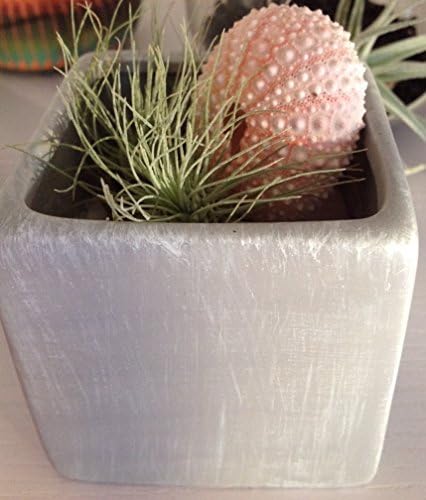 (2) Tillandsia Air plants in a square, modern pot. Includes beach sand, air plants, and a pink sea urchin shell.