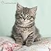 2018 Rachael Hale Cats Wall Calendar (Mead)