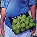 Oncourt Offcourt Handy Hopper – Stores Balls Easily/Fits Around Any Waist / 36 Tennis Ball Capacity