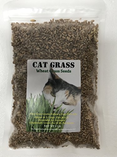 UPC 703856866881, Cat Grass Wheat Seeds 1 LB(13,500+Seeds)-Easy Grow Greens for Your Pet&#39;s !