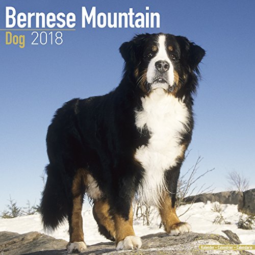 Bernese Mountain Dog, 2018 wall Calendars