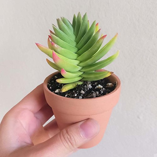 Crassula Capitella Red Pagoda Shark Tooth Plant Colorful Succulent (2'' + Clay Pot)