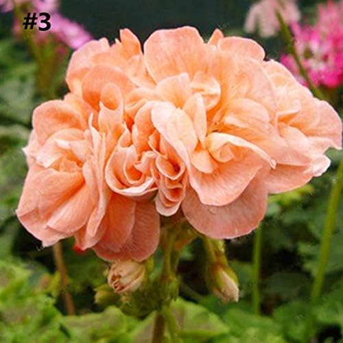 ADOLENB Seeds 10 Pieces Rare Geranium Seed Appleblossom Rosebud Pelargonium Flowers Seeds Plant Bonsai Garden Potted Plant Perennial Hardy