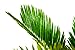 Japanese Sago Palm - GREAT GIFT EASY TO GROW - 4