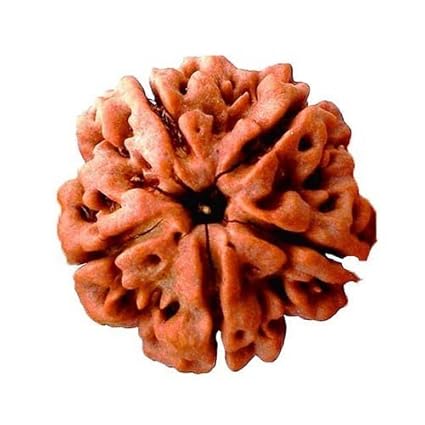 REBUY Rudraksha Mart 5 Mukhi Nepali Face Rudraksha (8.6 X 6.1 X 3.1 cm)