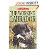 The Working Labrador