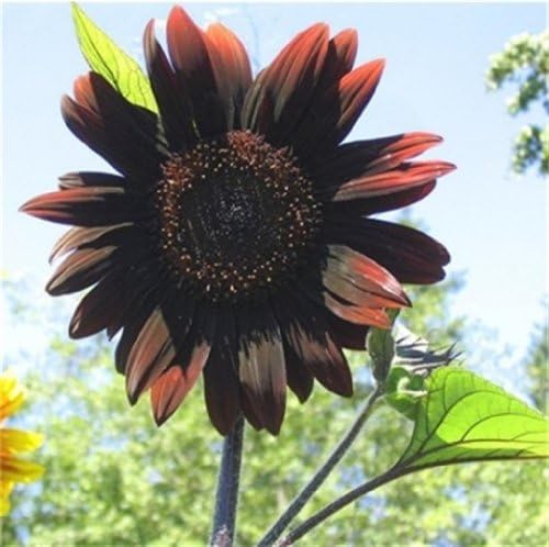 CHOCOLATE SUNFLOWER - HELIANTHUS ANNUUS CHOCOLAT - 5 SEEDS