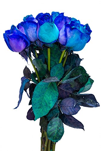 12 Stems - Fresh Cut Blue Lollipop Roses from Flower Explosion