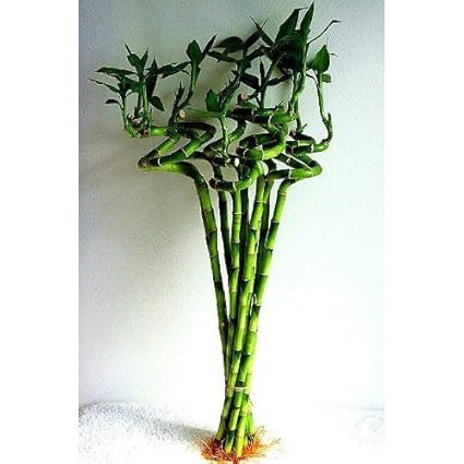 The Flower Times Lucky Bamboo Spiral Sticks (60 cm) -Pack of 5