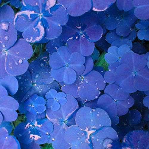 Cioler Clover Grass Seed Four Leaf Clover Grass Seeds, Blue Lucky Grass