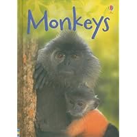 Monkeys (Usborne Beginners)