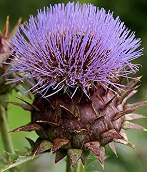 Fash Lady New! 30+ Cardoon Flower Seeds Great Dried OR Fresh ARANGEME