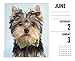 Just Yorkies 2018 Calendar