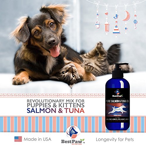 Best Fish Oils for Dogs and Their Benefits Hellow dog