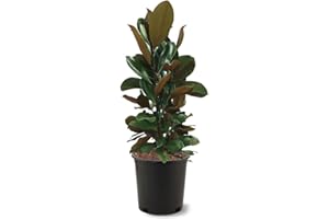 Generic D. D. Blanchard Southern Magnolia, Shade Tree, Fragrant Cup-Shaped Blossoms, Hardy, 3 gal, Nursery Pot (Due to agricultural laws, we cannot ship to CA, AZ, AK, or HI), White and Green