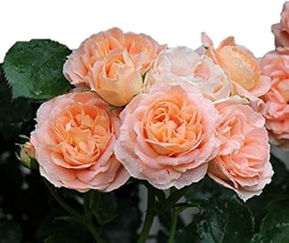 Amazon バラ苗 サマードリーム 国産大苗6号スリット鉢 返り咲き中輪 つるバラ Cl オレンジ系 フライヤーローゼス 花