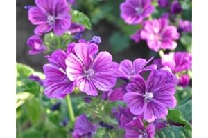 NO-GMO 45 Seeds Rose Mallow Malva,Beautiful Bright Flowers Garden Heirloom Seeds