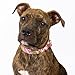Country Brook Petz - Premium Pink Paisley Dog Collar - Paisley Collection with 6 Classy Designs (1 Inch, Large)