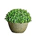 Mini Home Artificial Boxwood Spiral Tree Plant Topiary Tree W Pots 6inch by hilingo