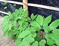 Korean Chinese Red Ginseng 35 Seeds -Panax ginseng