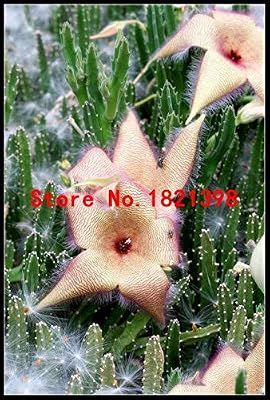 Red 100pcs Stapelia Seeds Five Lithops Mix Succulent Seeds Rare Fresh Bonsai Plants For Home Amp Garden Flower Pots Planters Sale Buy Online At Best Price In Uae Amazon Ae