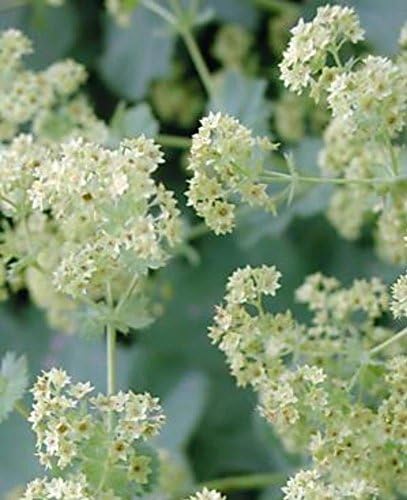 1 oz Anise Seeds ~12,000ct Wholesale Black Licorice Kitchen Herb Culinary Spice