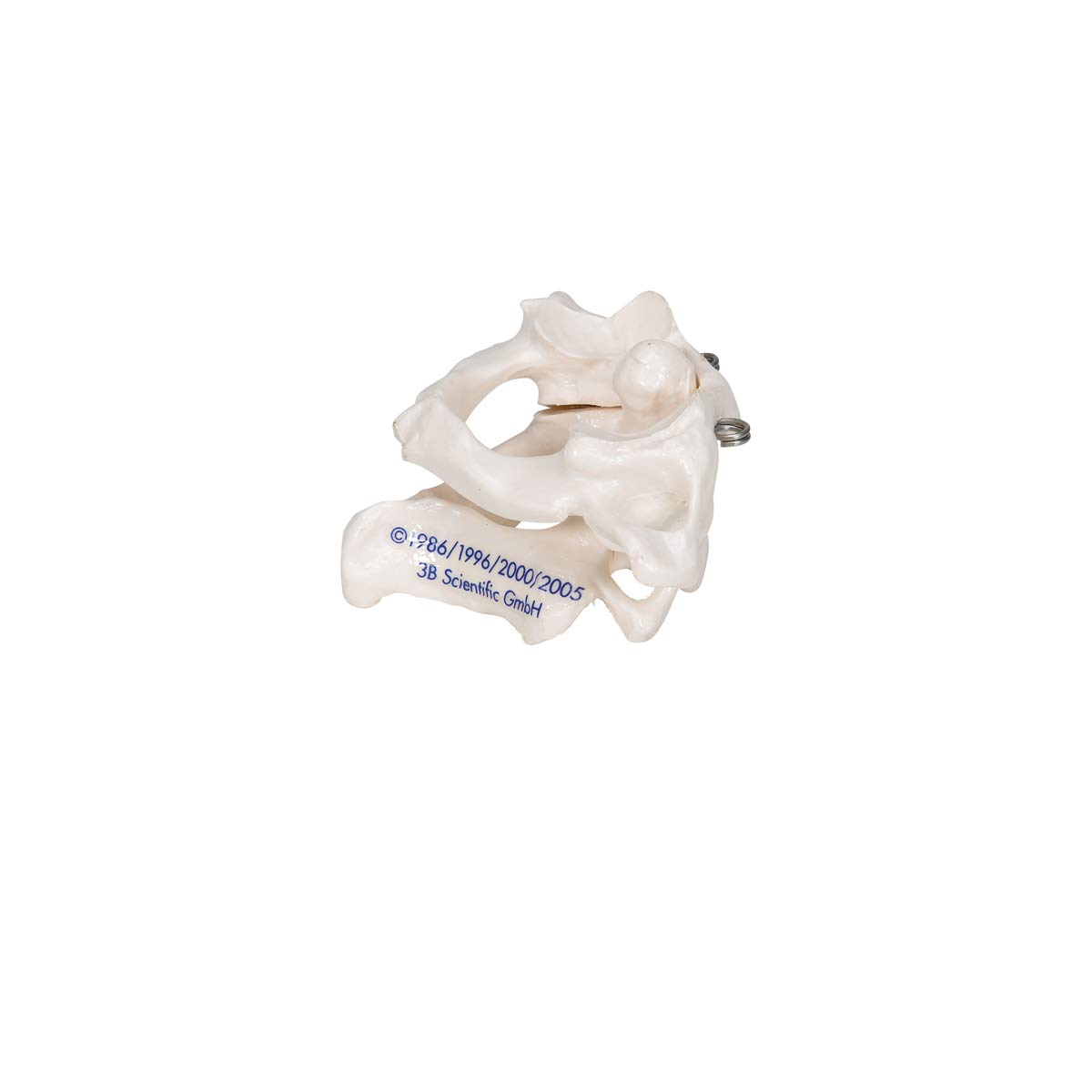 3B Scientific A71 Atlas and Axis, No Stand + free Anatomy App - 3B Smart Anatomy - Image 4