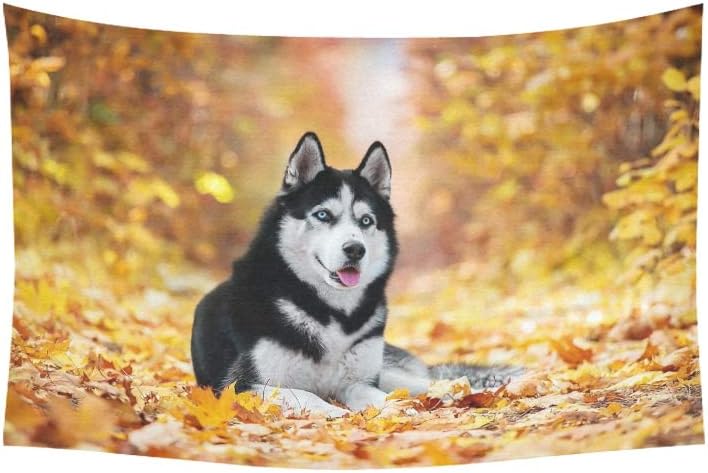 yellow siberian husky