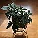 Indoor Metal Flower Pot Plant Stand Set of 3 Small Iron Potted Plant Stands（Black）